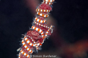 shot with nikon D70s  and 105 mm macro by Simon Gardener 